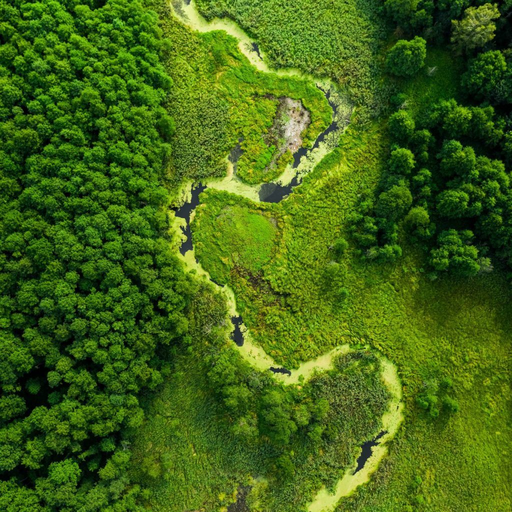 Green algae on river in spring. Aerial view of wildlife.