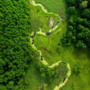 Green algae on river in spring. Aerial view of wildlife.